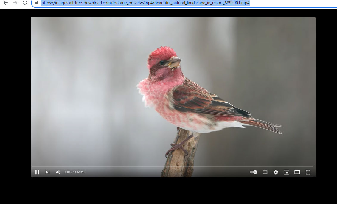 Video